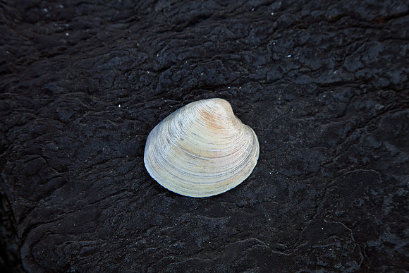 Sea Shell