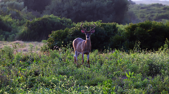 Deer
