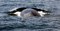 Whale