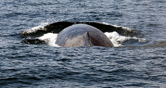 Whale