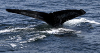 Whale Tail