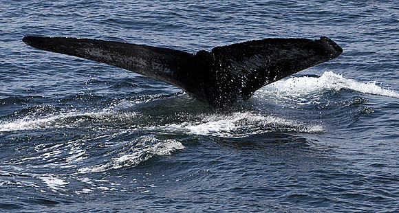 Whale Tail