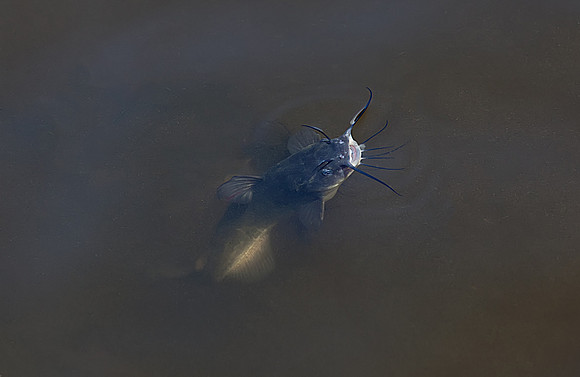 Catfish