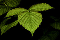 Native flora