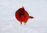For the Birds!