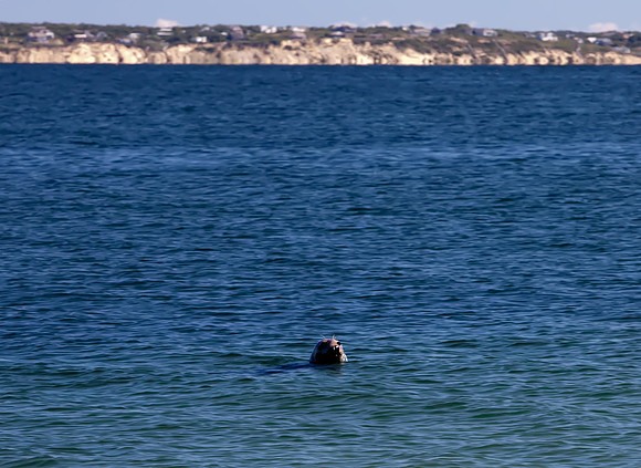 Harbor Seal