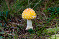 Mushroom