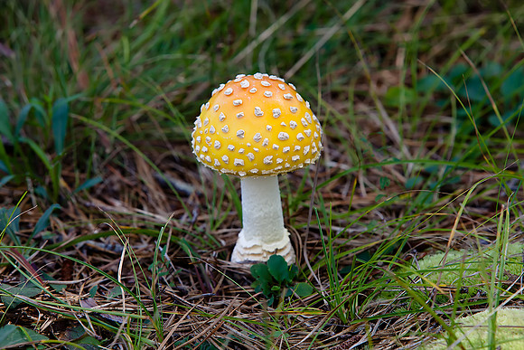 Mushroom