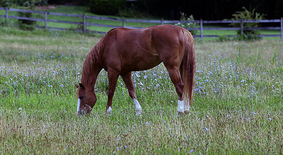 A horse of course