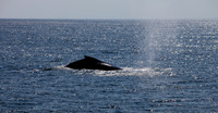 Whale