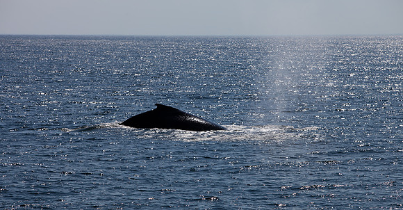Whale