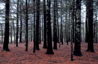 Arcadia National Forest