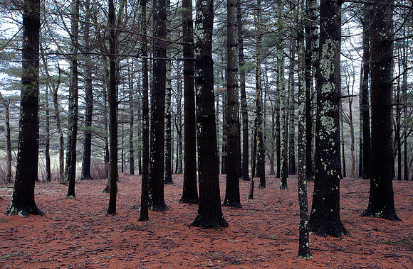 Arcadia National Forest