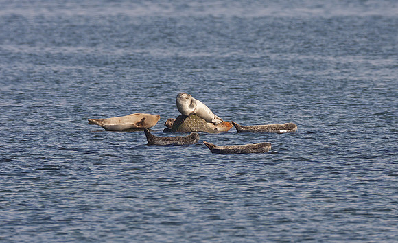 Western Atlantic Harbor Seal