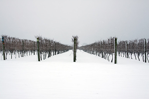 Vineyard