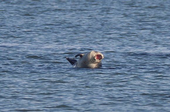 Great Killer Seal