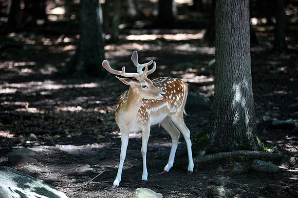 Deer