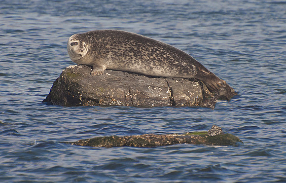 Western Atlantic Harbor Seal