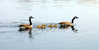 The Goslings