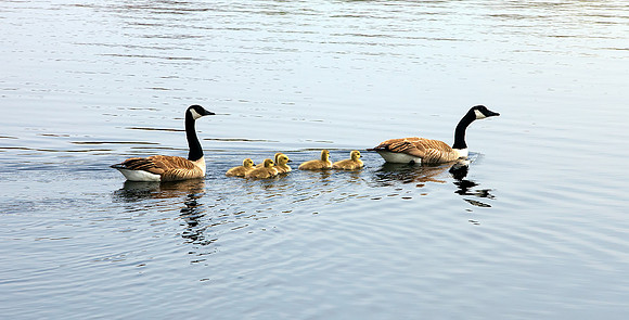 The Goslings