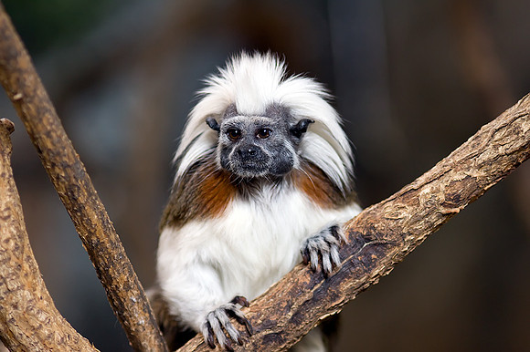 Saguinus Oedipus
