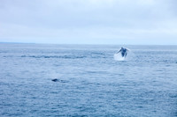 Whale Watching - Gloucester, Ma