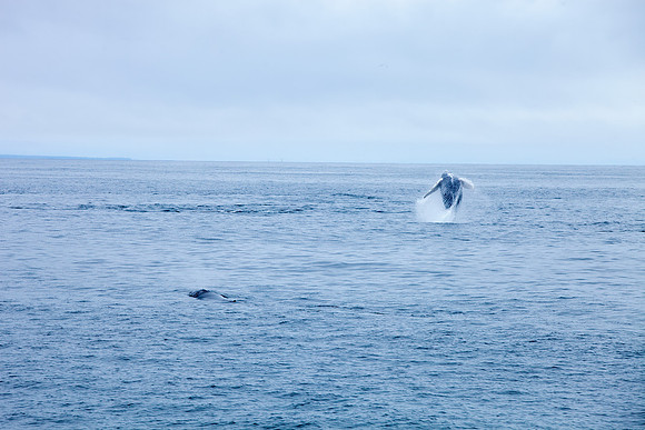 Whale Watching - Gloucester, Ma