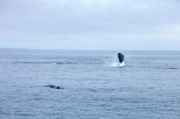 Whale Watching - Gloucester, Ma