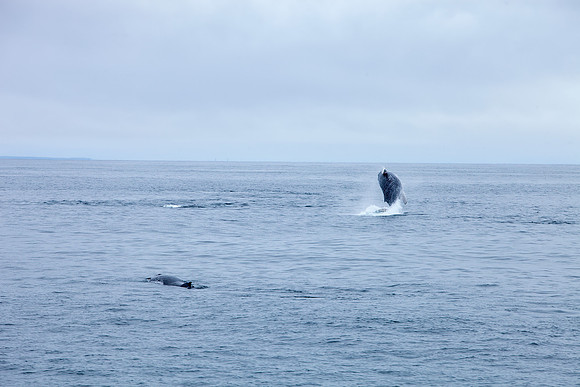 Whale Watching - Gloucester, Ma