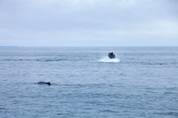 Whale Watching - Gloucester, Ma