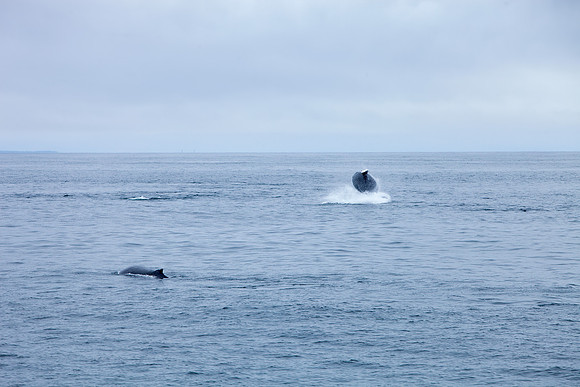 Whale Watching - Gloucester, Ma