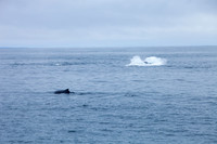 Whale Watching - Gloucester, Ma