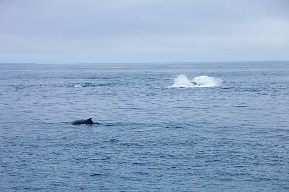 Whale Watching - Gloucester, Ma