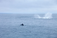 Whale Watching - Gloucester, Ma