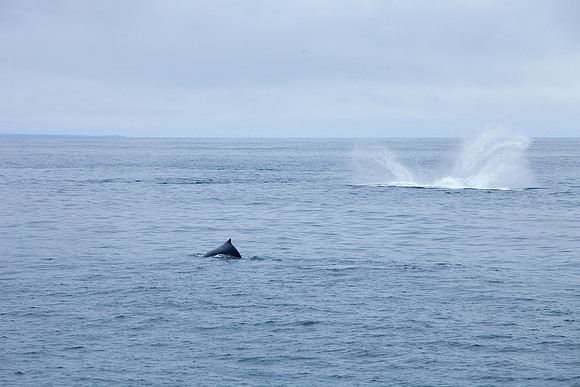 Whale Watching - Gloucester, Ma