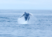 Whale Watching - Gloucester, Ma
