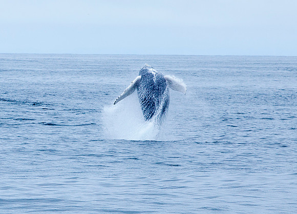 Whale Watching - Gloucester, Ma
