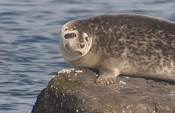 Western Atlantic Harbor Seal