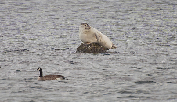 Western Atlantic Harbor Seal