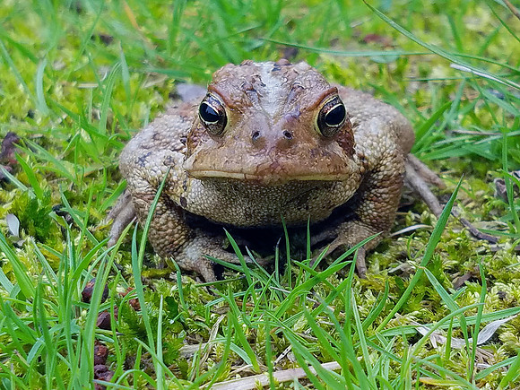 Very patient frog!