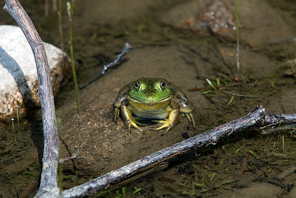 Patient Frog