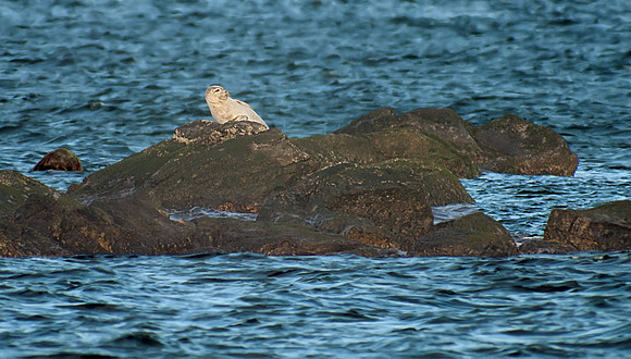Western Atlantic Harbor Seal