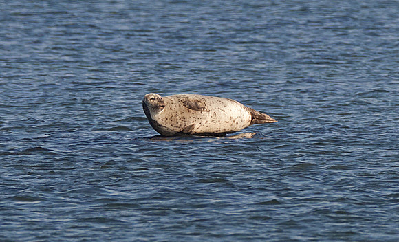Western Atlantic Harbor Seal