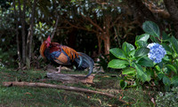 Wild Rooster
