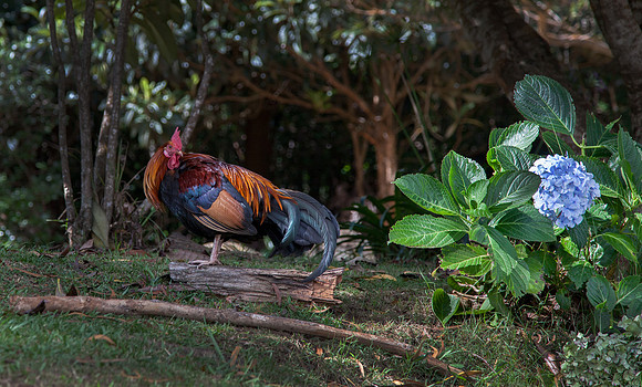 Wild Rooster