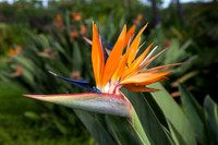 Bird of Paradise