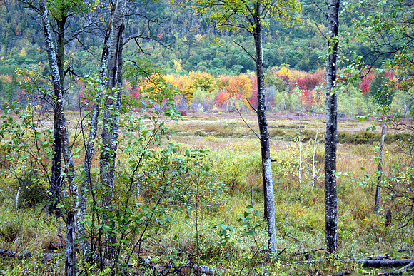 Forest in Autumn