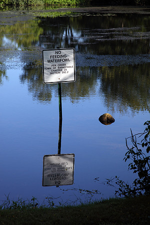Reflections in a pond