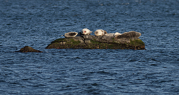 Western Atlantic Harbor Seals