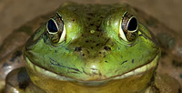Patient Frog